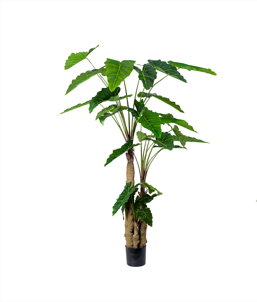 ALOCASIA 2000 haute qualité
