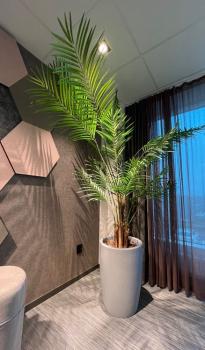 Areca Palm avec Pot Rond Grand Format Gotessons