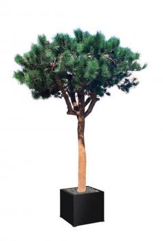 Arbre semi naturel PIN