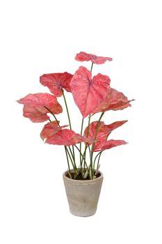 CALADIUM 800 haute qualité avec pot