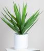 Yucca Palm 700 avec Pot Palermo