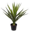 Yucca Palm 700 avec Pot Palermo