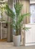 Areca Palm avec Pot Rond Grand Format Gotessons