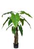 ALOCASIA 1200 haute qualité