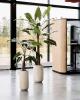 ALOCASIA 1200 haute qualité