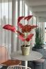 CALADIUM 800 haute qualité avec pot